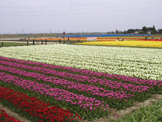 07.04.29gosen1.jpg