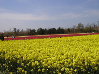 07.04.29tainai2.jpg