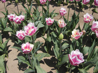07.04.29tainai3.jpg