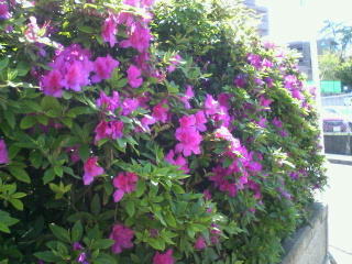 20070522_2.jpg