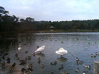 お幕場大池公園.jpg