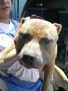 American Pit Bull Terrier.jpg