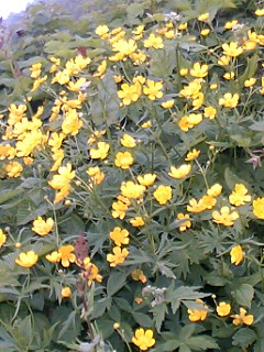 火打ミヤマキンポウゲ.JPG