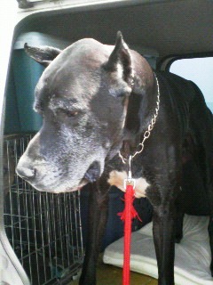 Great dane.jpg